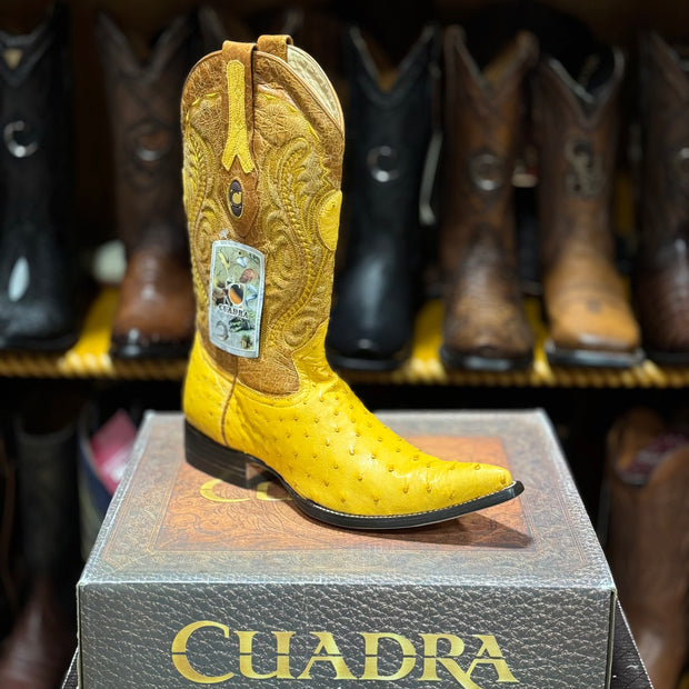 Cuadra Mens Avestruz 1ra Amarillo Y3AV1A